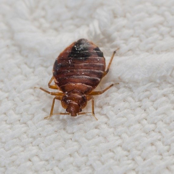 Bed Bugs, Pest Control in Parson's Green, SW6. Call Now! 020 8166 9746
