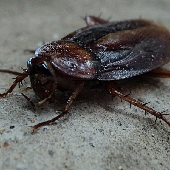 Cockroaches, Pest Control in Parson's Green, SW6. Call Now! 020 8166 9746