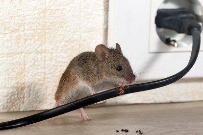 Pest Control in Parson's Green, SW6. Call Now! 020 8166 9746