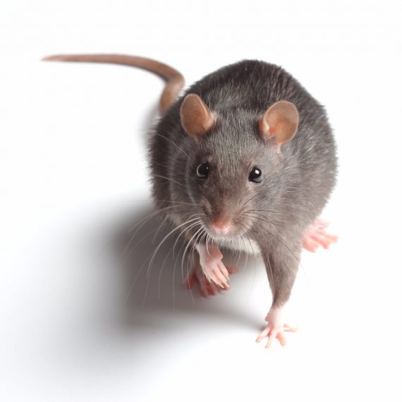 Rats, Pest Control in Parson's Green, SW6. Call Now! 020 8166 9746