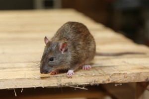 Rodent Control, Pest Control in Parson's Green, SW6. Call Now 020 8166 9746