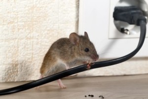 Mice Control, Pest Control in Parson's Green, SW6. Call Now 020 8166 9746