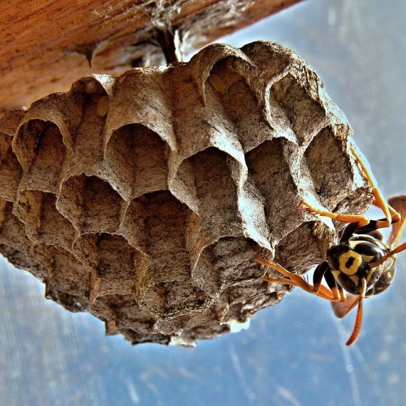 Wasps Nest, Pest Control in Parson's Green, SW6. Call Now! 020 8166 9746